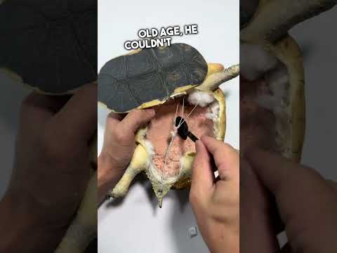 He Wants to Keep His Turtle Forever 🐢