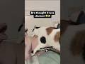 HILARIOUS MIX UP Cat Bites What It Thinks Is Chicken Goviral Cat
