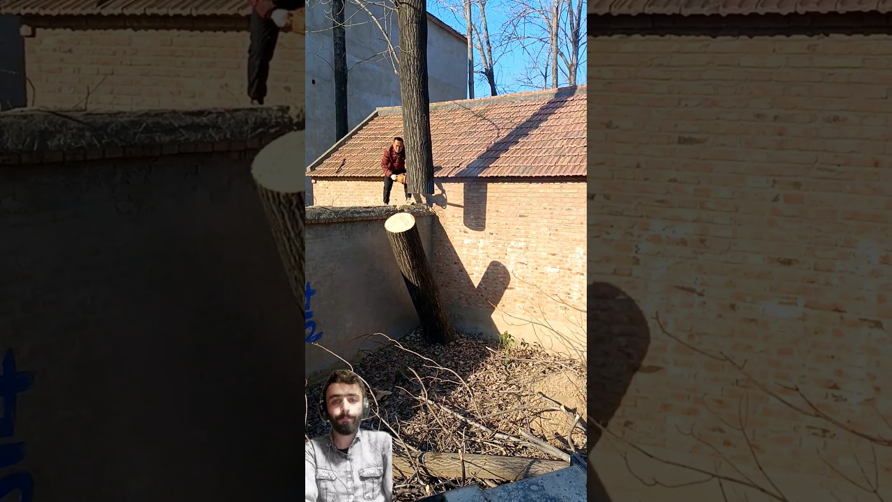 perfect and safely Cutting a Tree From Yard || #treecutting