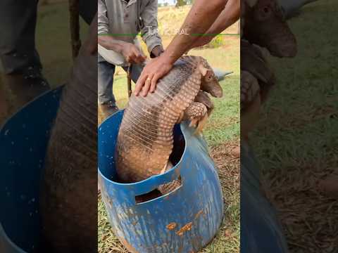 #agro #tatu #curiosidades