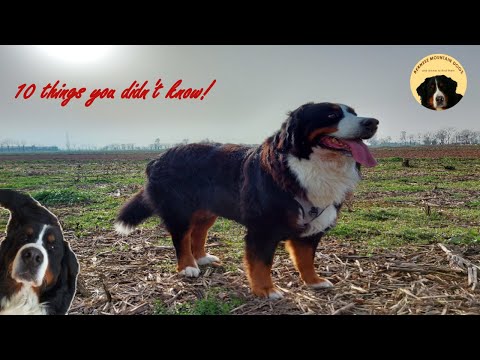 10 THINGS YOU DIDN'T KNOW about BERNESE MOUNTAIN DOGS