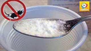 Voici comment se débarrasser des souris définitivement et naturellement - Random888