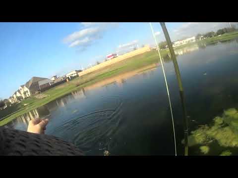 Fly fishing pan fish small pond  ep 2