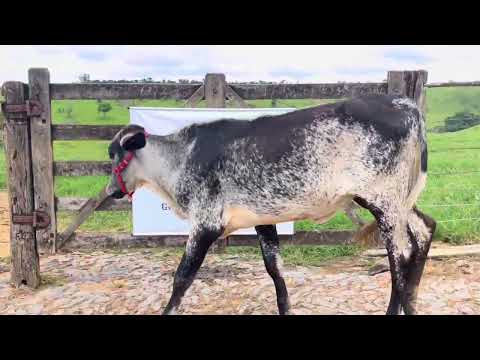 GIROLANDO - FAZ. GORDURA RV BURGUESA - 4404-CS