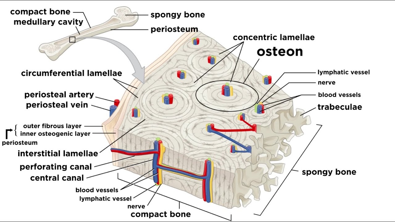 Bones: Structure and Types