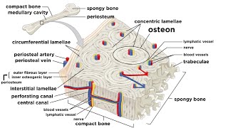 Bones: Structure and Types