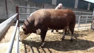 Hereford Bull in County Armagh