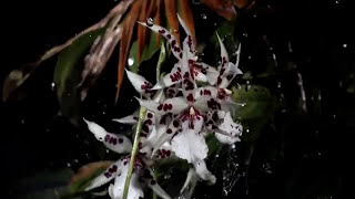 POUR TOI, MA BIEN AIMEE