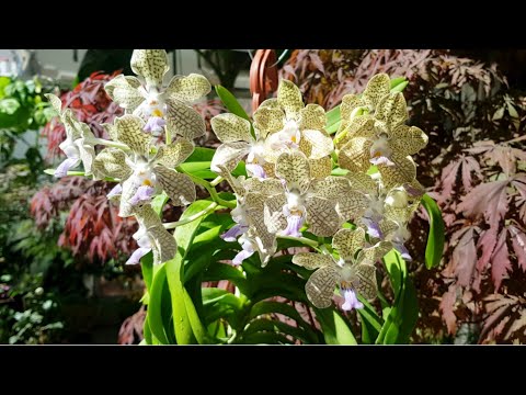 Vanda denisoniana x Johanna Ljunggren-Цветение и Уход😍