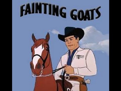 Fainting Goats - Buttonwillow