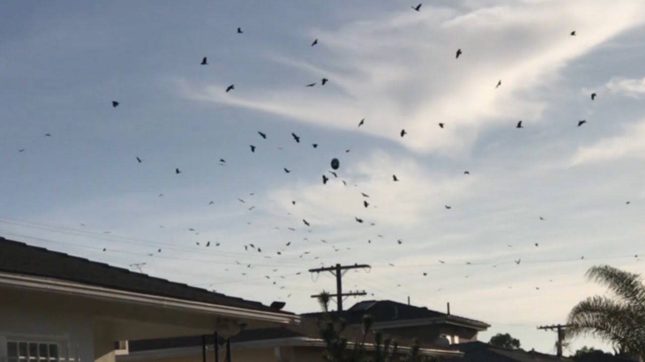 Something Strange, It’s Happening Over LA! (2018-2019)
