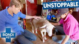 Adorable Tiny Lamb Born With Only Two Hooves | Bondi Vet