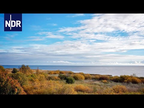 Hanseblick kompakt: Estlands Stiller Riese | NDR