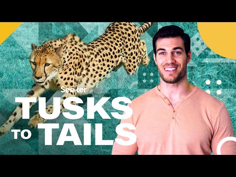 零到一百只要三秒鐘？！面臨絕種危機的最速動物——獵豹！(Here's Why Cheetahs Are So Much Faster Than Other Animals)