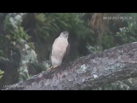 Savannah Ospreys 6/22/2023 - Cooper’s Hawk on the Back Pine Tree