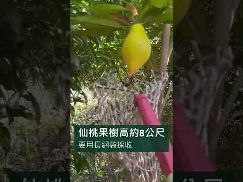 仙桃種植幾年會結果