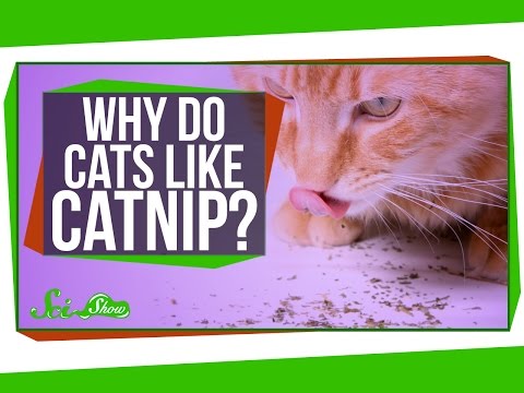 Why Do Cats Like Catnip?