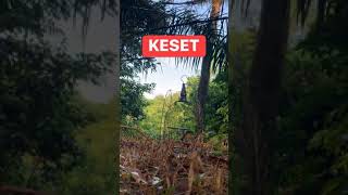 Download lagu Murai buluh ke mp3 ni?...saksikan lah mp3 Download lagu Murai buluh ke mp3 ni?...saksikan lah mp3