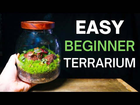 Beginner Terrarium Tutorial - SIMPLE & EASY Step by Step Guide