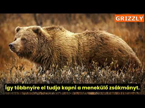 10. GRIZZLY MEDVE | Pár érdekes infó. |  @allatpolgar   #érdekesség #medve