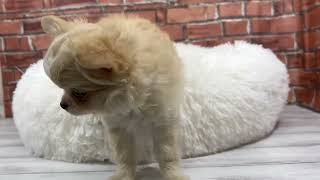 チワワ（ロング）の動画01