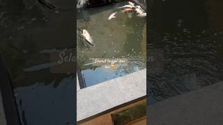 Download lagu Selamat tinggal ikan koi ,saat ganti air tiba-tiba ikan mati semua setelah dikolam 4th #shorts mp3 Download lagu Selamat tinggal ikan koi ,saat ganti air tiba-tiba ikan mati semua setelah dikolam 4th #shorts mp3