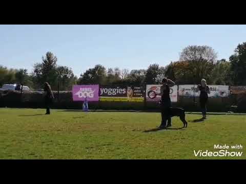Dog Puller 12.10.19 Blešno, Running and Jumping