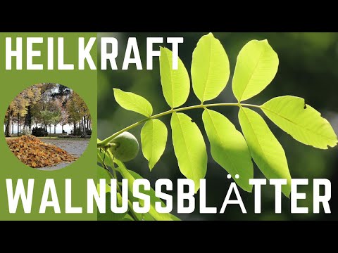Walnussblätter – unterschätztes Heilmittel für Haut, Venen & Verdauung