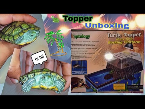 Reptology 🐢Turtle Topper | Mini Reveiw