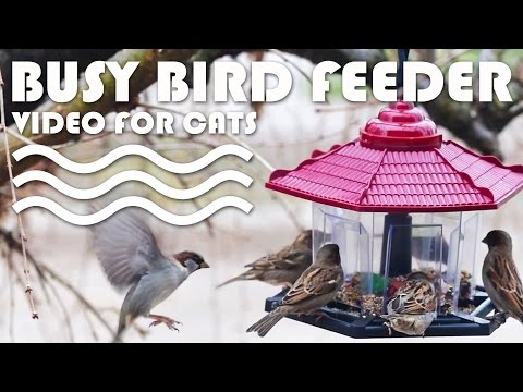 Bird feeding frenzy - Lots of fluttering wing action! BIRD VIDEO FOR CATS | CAT TV.