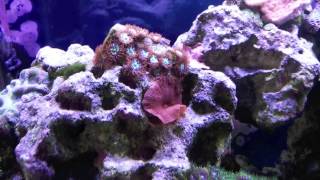How to setup a 10 Gallon Nano Reef Tank, 11 month update