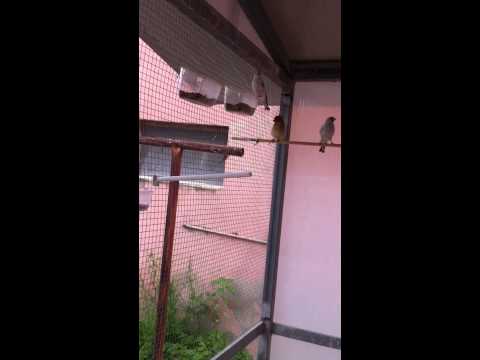 i miei primi cardellini