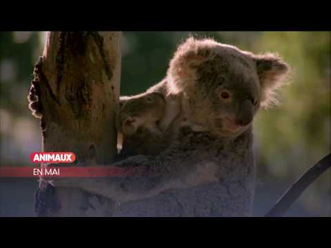 En Mai sur ANIMAUX BisTV via AERVI Boutique