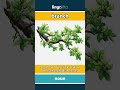 branch - a part of a tree that stick... video thumbnail