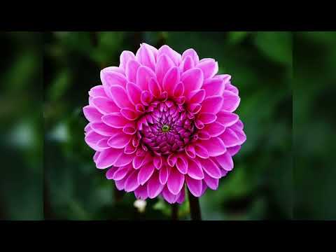 relaxing music and beautiful flowers