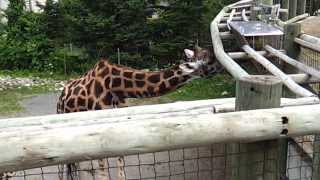 preview picture of video 'Zoo Granby - Giraffe'