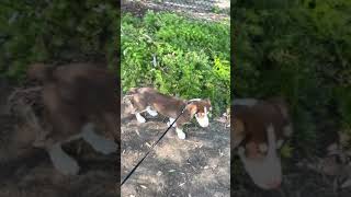 Eurohound Puppies Videos