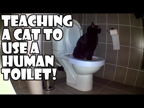 Teaching a cat to use a human toilet!
