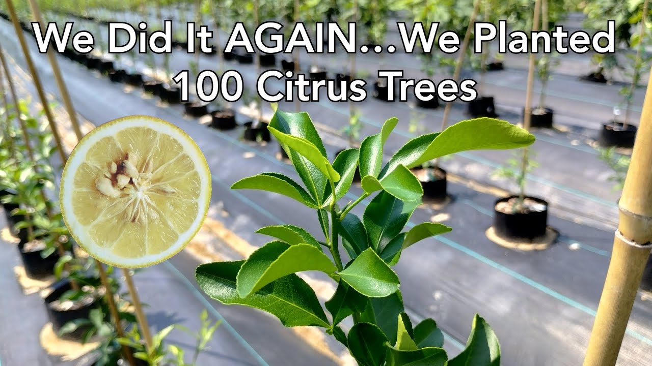 We Did It AGAIN…We Planted 100 Citrus Trees
