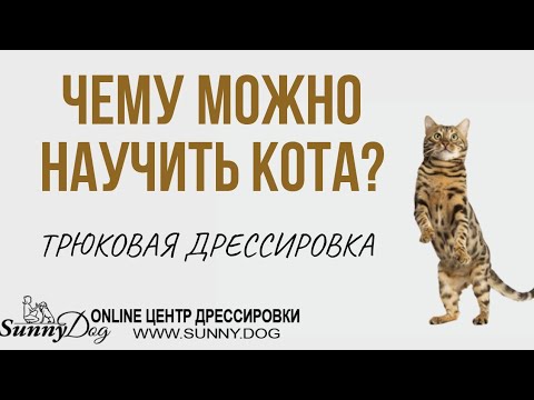Трюковая дрессировка кота дома. Каким командам можно научить кота?
