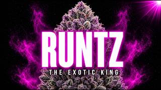 Runtz: The California Strain That Took Over The Entire Exotic Scene