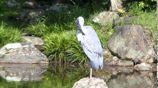 2015-04-25 Kiyomizudera Temple Complex, Kyoto