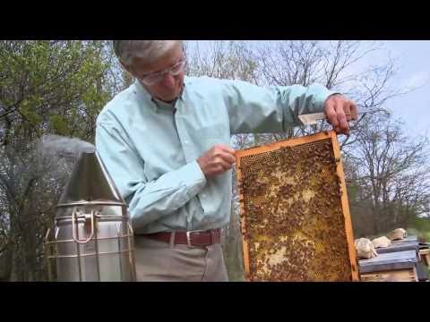 Queen Of The Sun: What Are The Bees Telling Us? (2010) Trailer