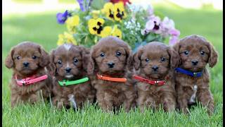 Video preview image #1 Cavapoo (Miniature) Puppy For Sale in QUARRYVILLE, PA, USA