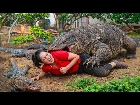 72 Hours on high alert: Giant Komodo creeps up behind - Big Lizard Attack! What Happens Next?