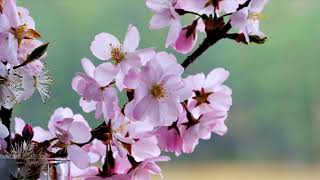 #blossom flower 🌼🌸 nature whatsapp status 4k video