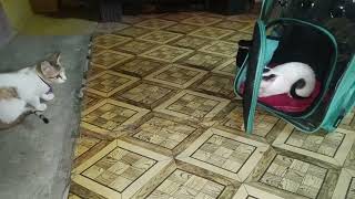 একটা বিড়াল থাকার নতুন কোনো বিড়াল ঘরে আনার পরে যা হয় #cat 😅😆