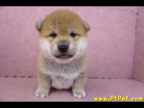 02/06赤色柴犬母幼犬3號