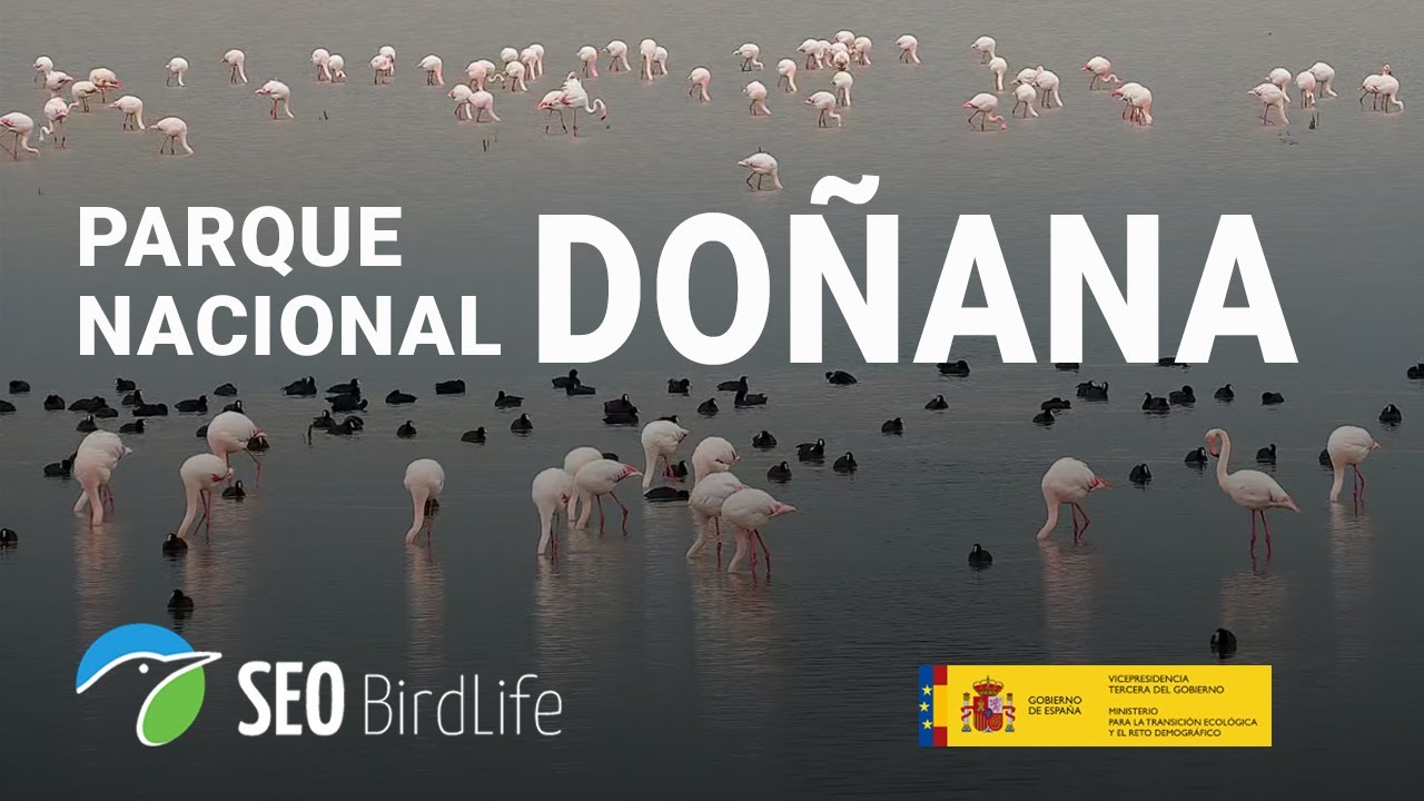 Live webcam view of Doñana Marshland Wildlife Cam