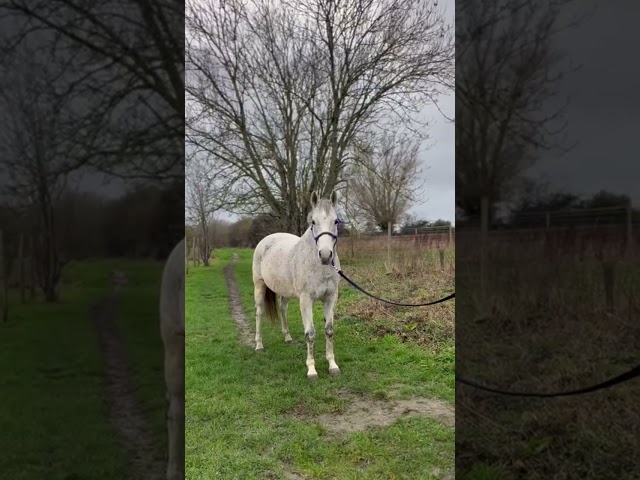 LEAD - Gentil cheval polyvalent <3